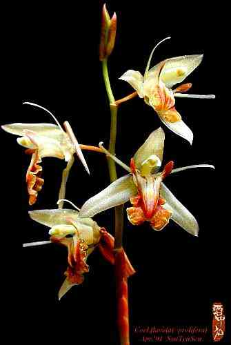 Coelogyne flavida